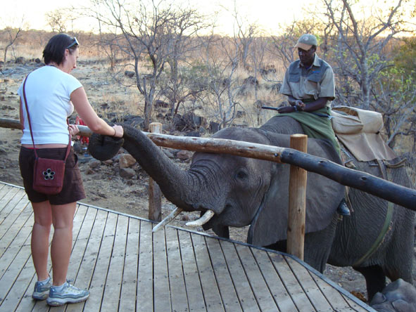 Bonita Cronje - elephant feeding time!
